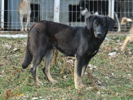 Adopter Steel