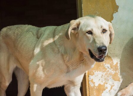 Adopter Stella