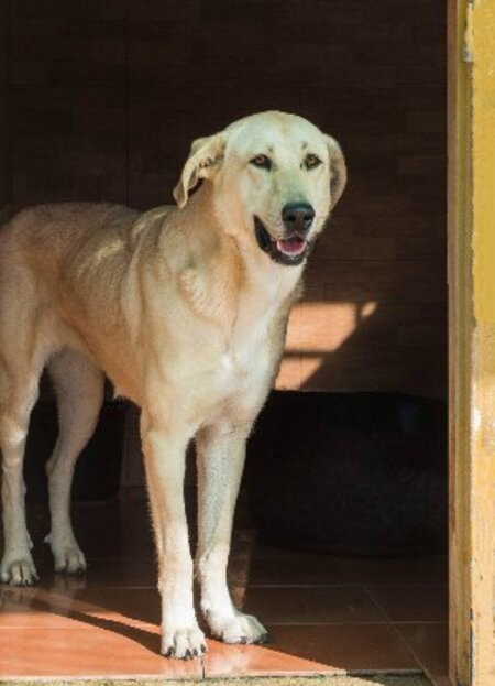 Adopter Stella