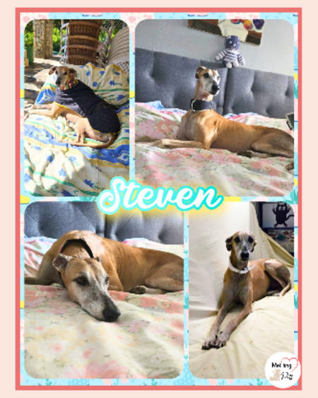 Adopter Steven