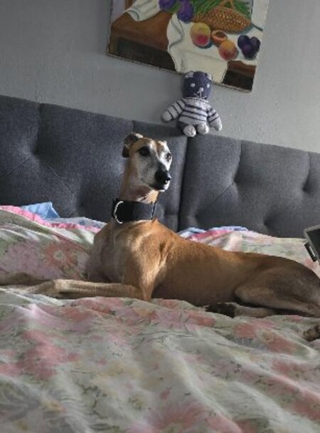 Adopter Steven