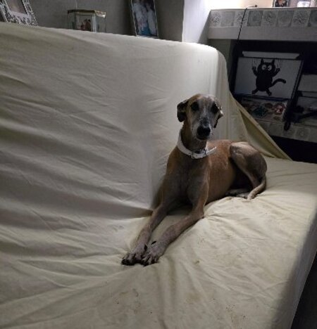 Adopter Steven