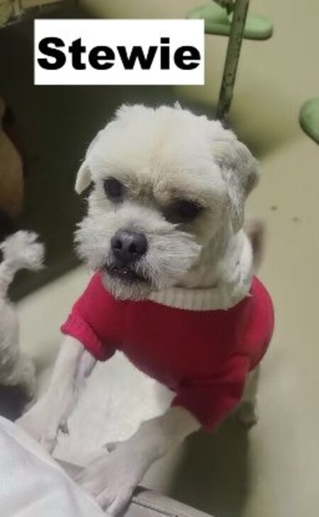 Adopter Stewie, caniche de Chine!