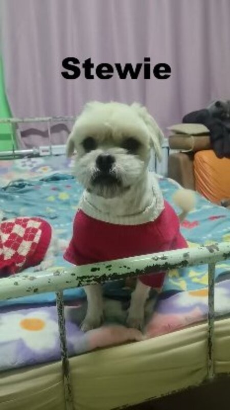 Adopter Stewie, caniche de Chine!