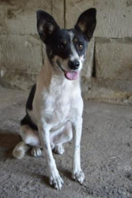 Adopter Stinger