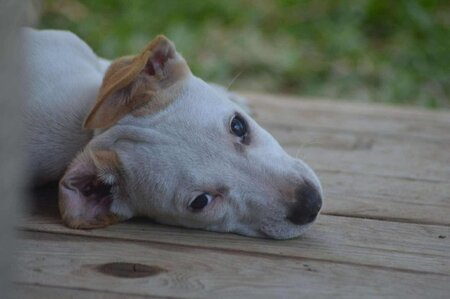 Adopter Stitch