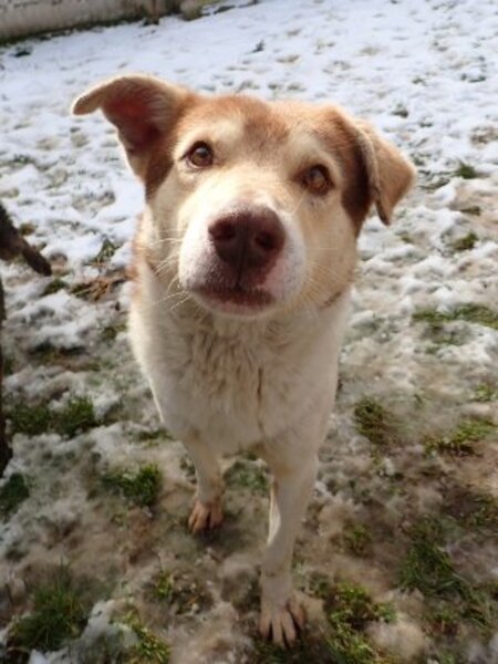 Adopter Stitch