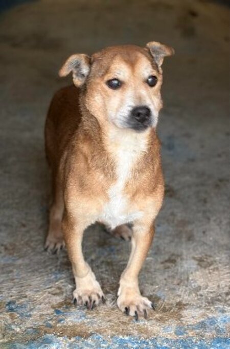 Adopter Strom