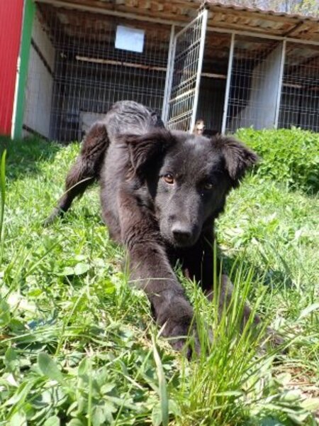 Adopter Stylish
