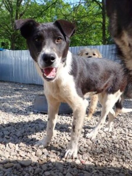 Adopter Suchy
