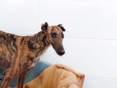 Adopter Sula