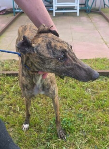 Adopter Sula