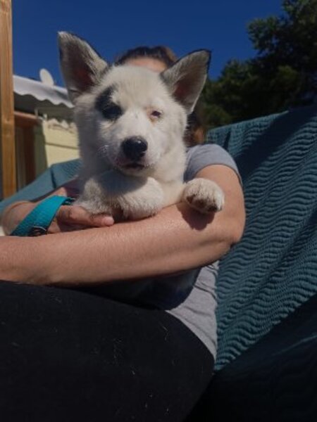Adopter Summer