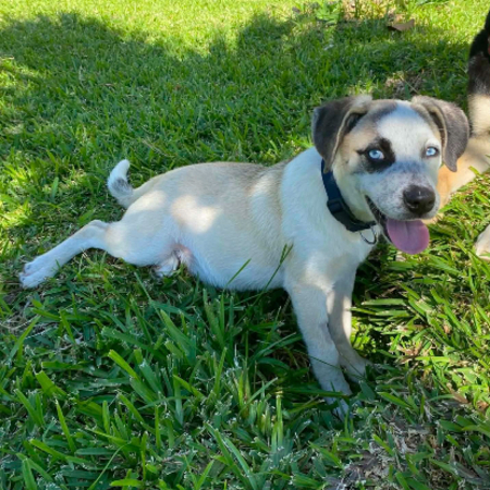 Adopter Summer