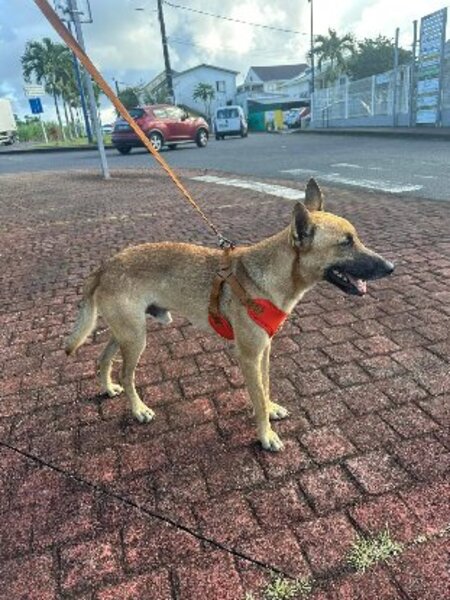 Adopter Sun