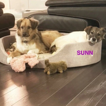 Adopter Sunn