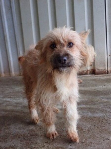 Adopter Surimi