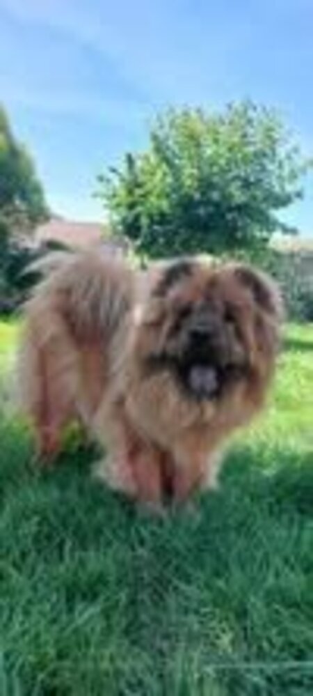 Adopter Sweety