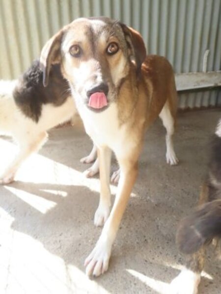 Adopter Sydney