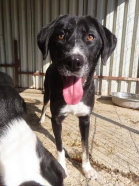Adopter Symphonie