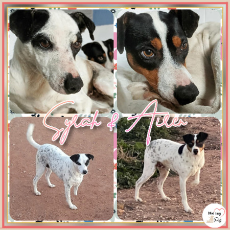 Adopter Syrah & airen