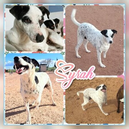 Adopter Syrah & airen