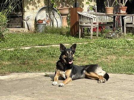 Adopter Taco