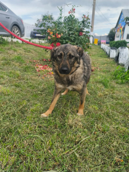 Adopter Tahel