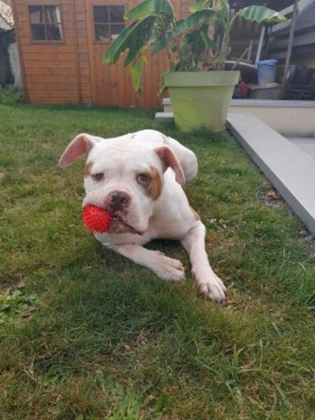 Adopter Taïka