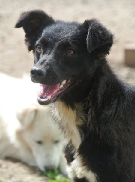 Adopter Talonne