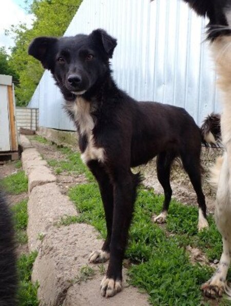 Adopter Talonne