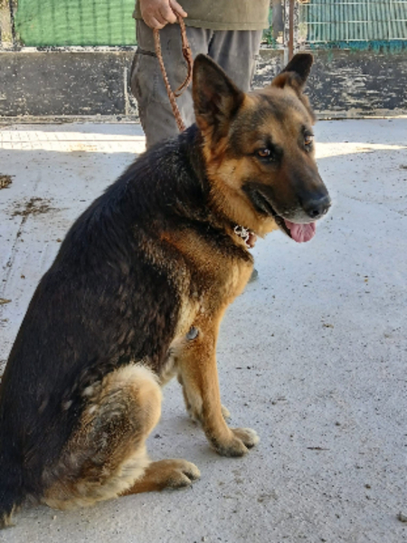 Adopter Tango