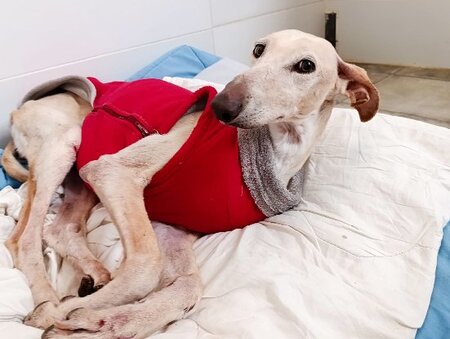 Adopter Tania