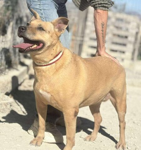 Adopter Tanqueta