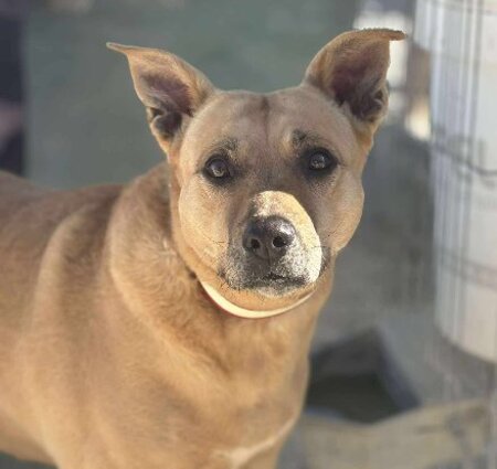Adopter Tanqueta
