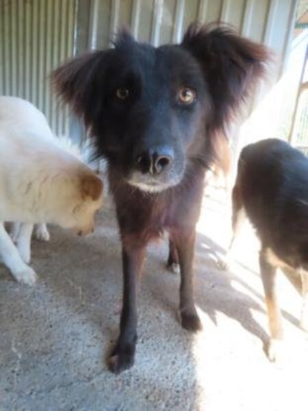 Adopter Tanya