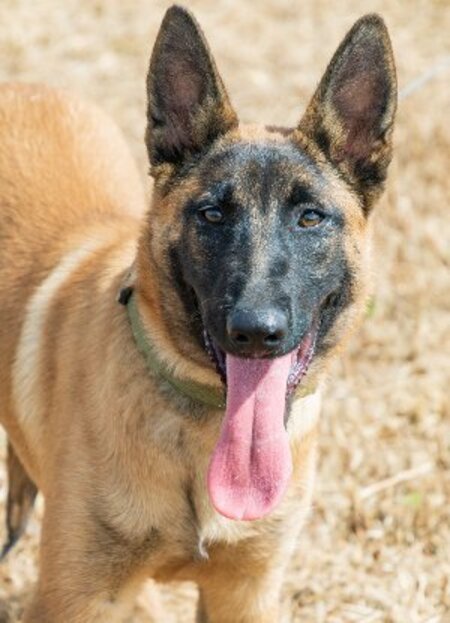 Adopter Tara