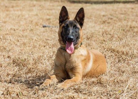 Adopter Tara