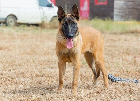 Adopter Tara