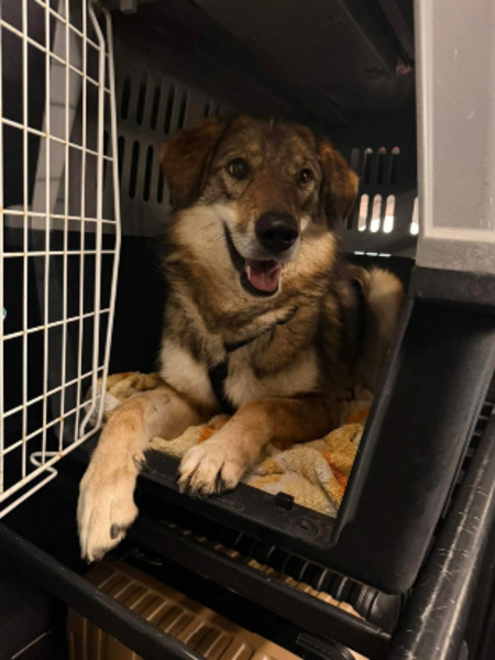 Adopter Tara