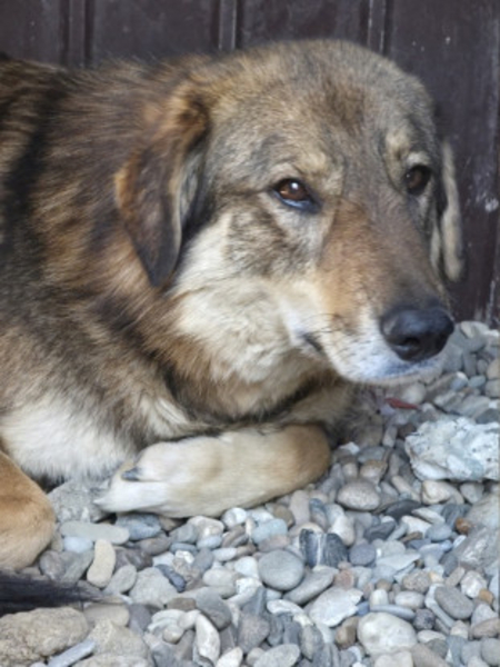 Adopter Tara