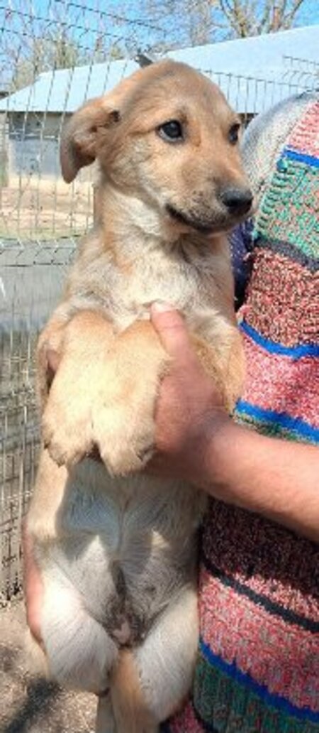 Adopter Taria