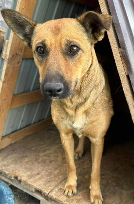 Adopter Taya