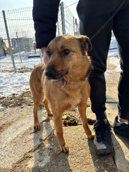Adopter Taya
