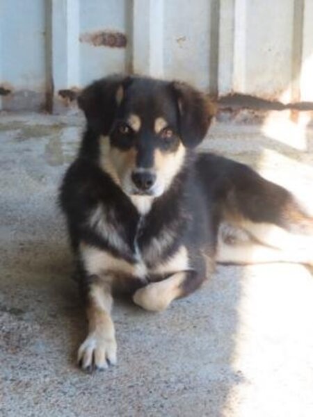 Adopter Tayzen