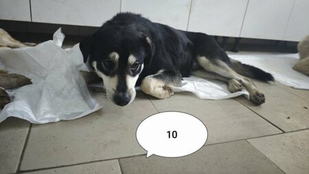 Adopter Teddie