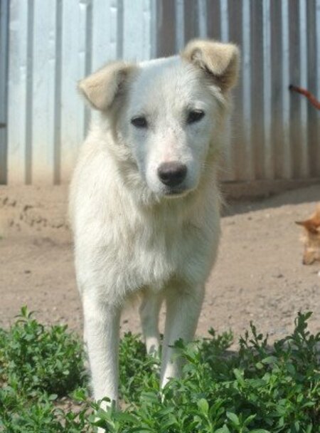 Adopter Tekil