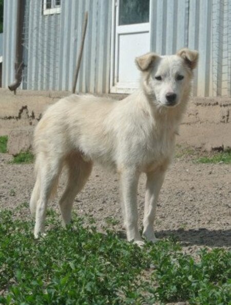 Adopter Tekil