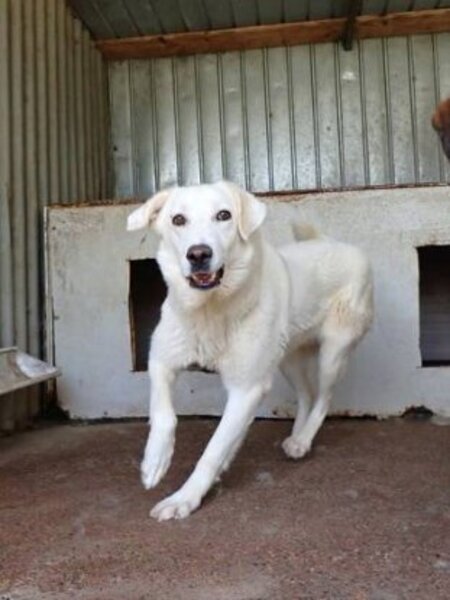 Adopter Telemaque