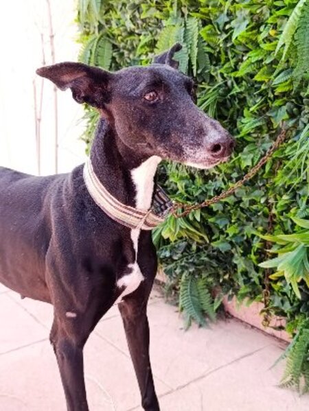 Adopter Tempera